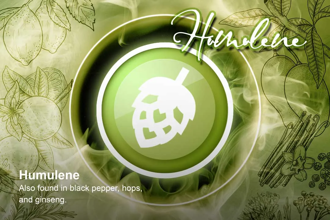 Humulene-hops-cannabis-terpene-Dutch-Passion