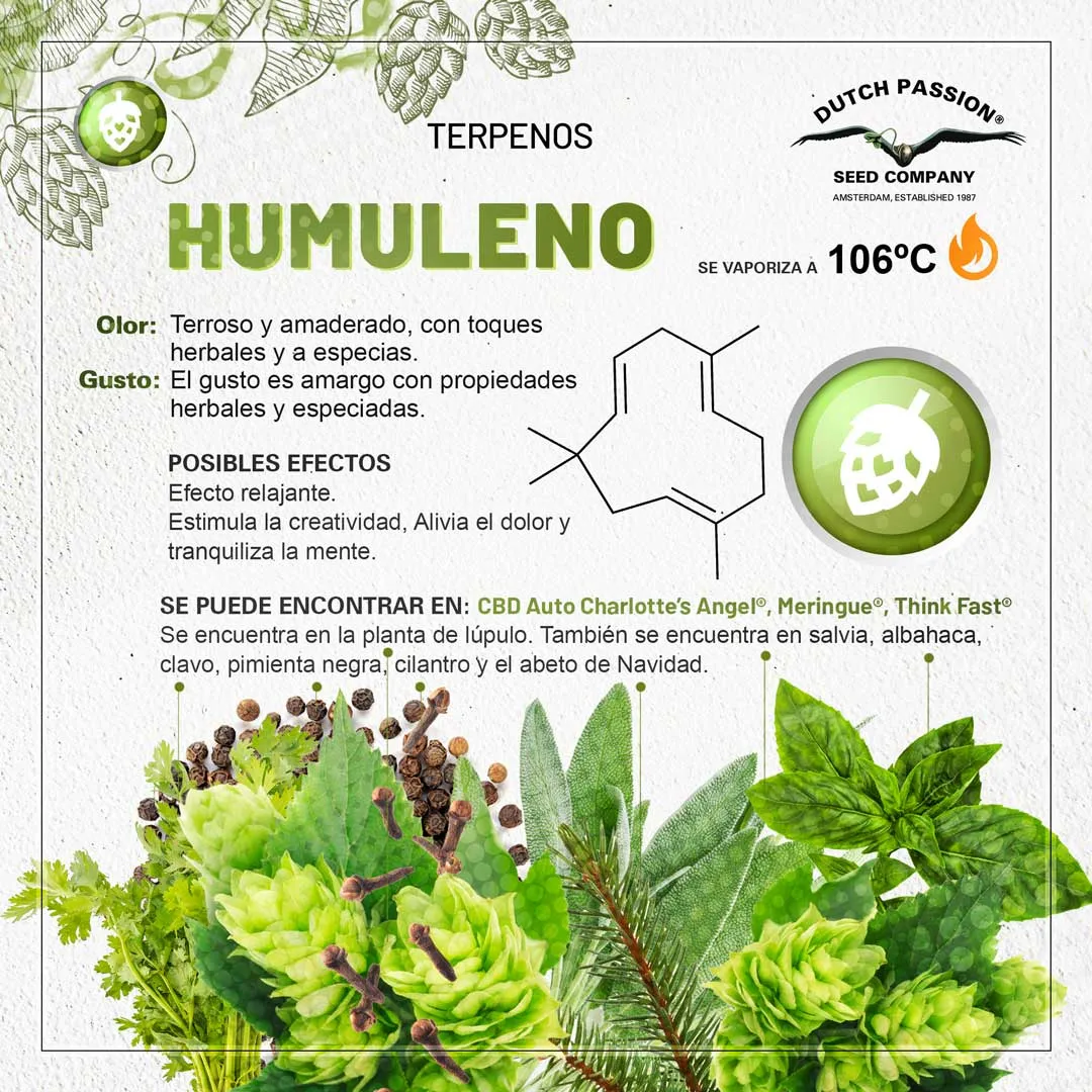 Humuleno: Guia de olor gusto y efectos
