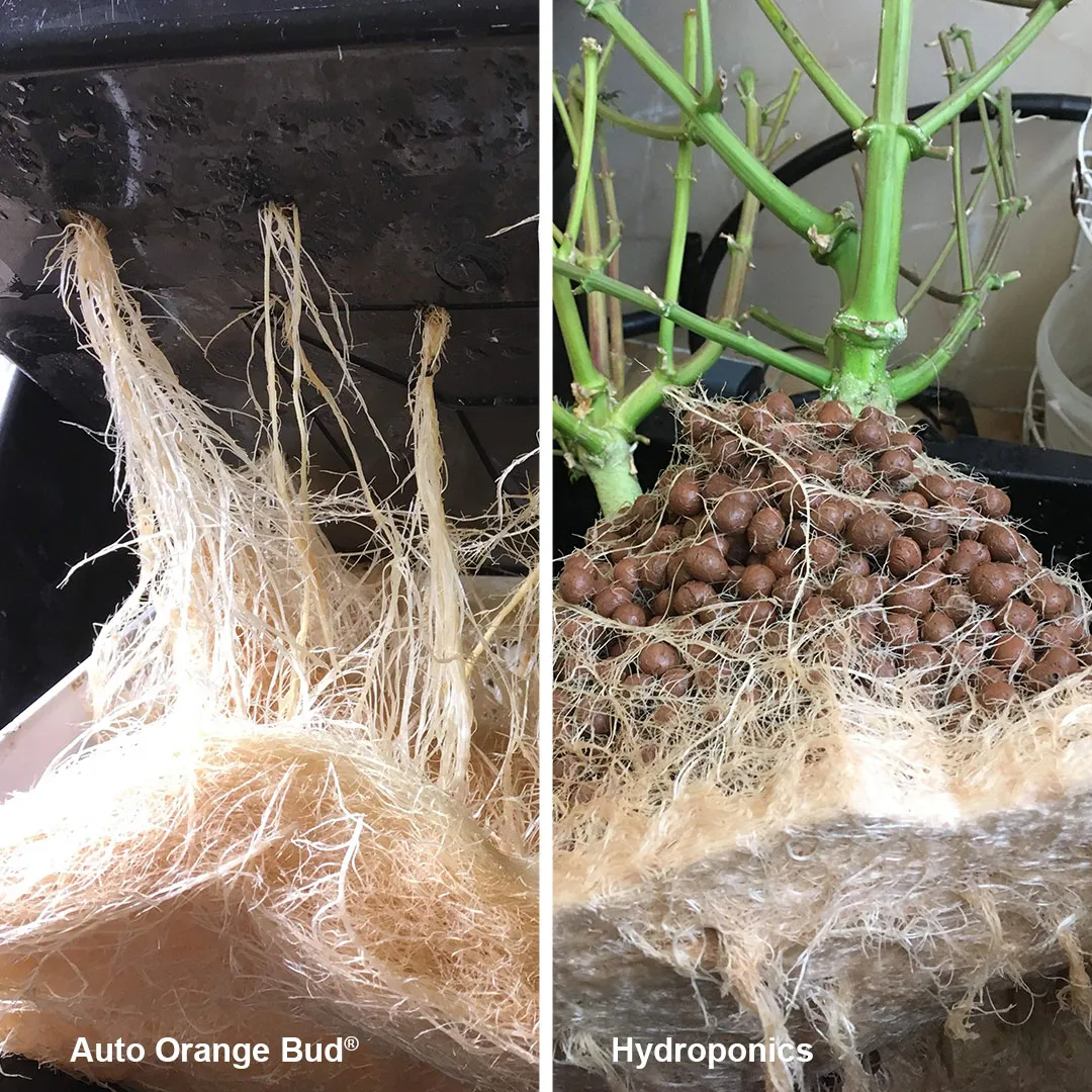 Hydroponics-system-with-cannabis-auto-orange-bud