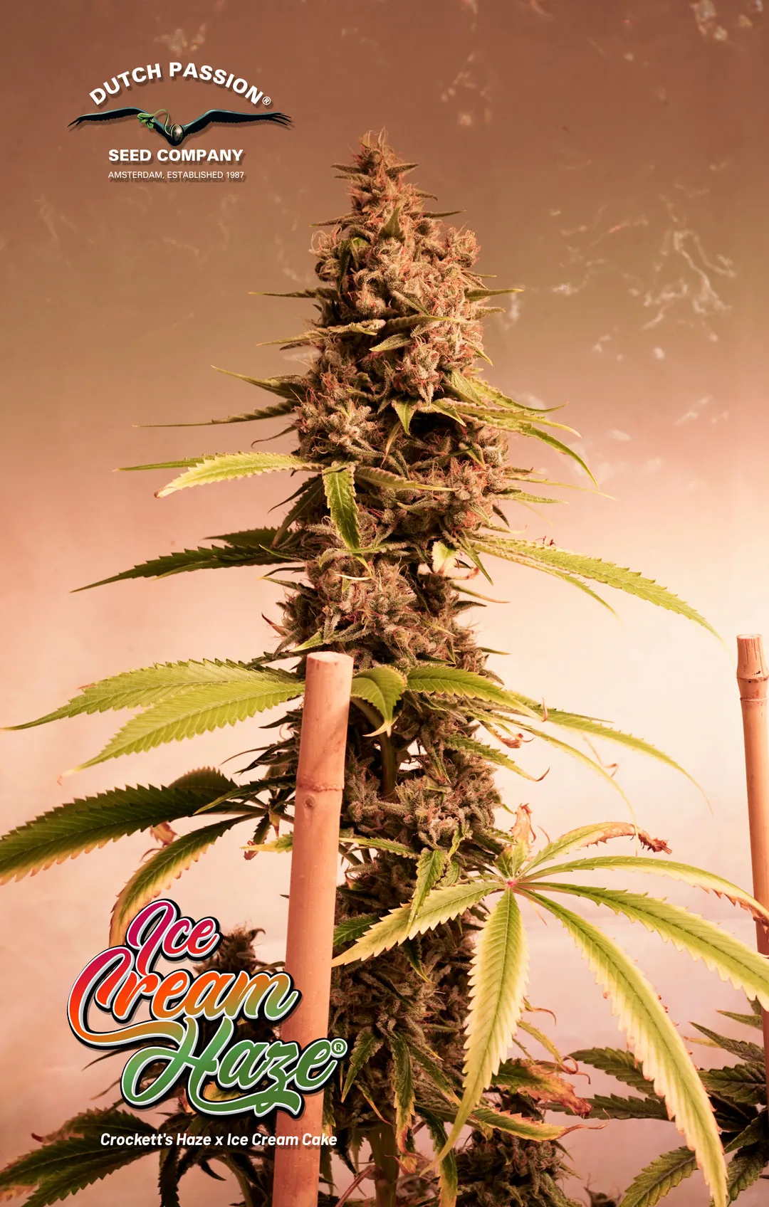 Ice Cream Haze plant tested with 27 percent potency Dutch Passion