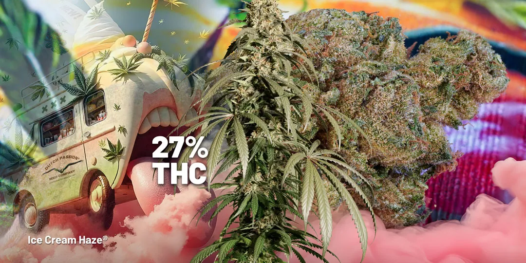 Ice cream haze tested with extreme thc levels