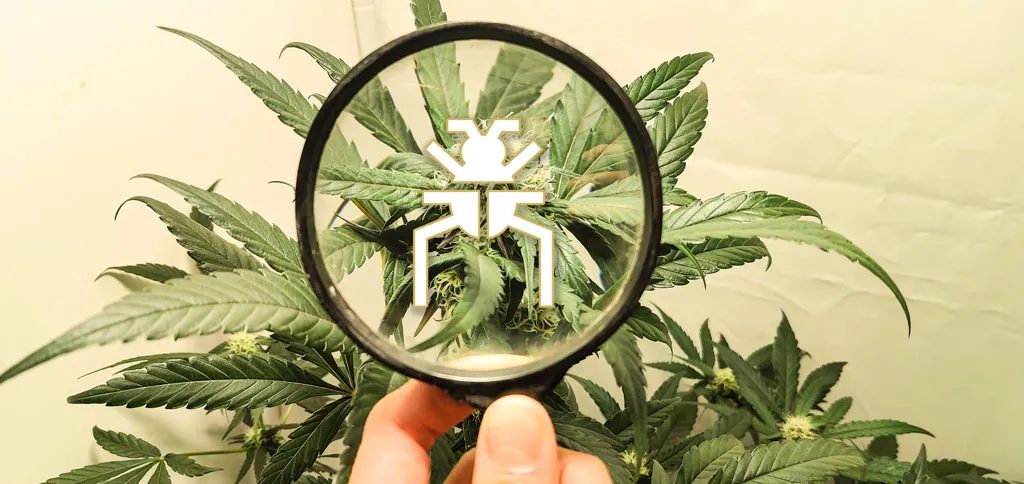 Identify-pests-bugs-in-cannabis