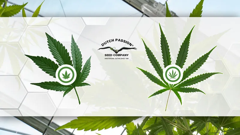 Choosing a strain