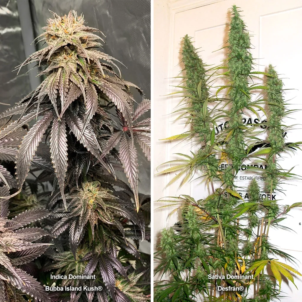 Indica-and-sativa-dominant-plants-ripening