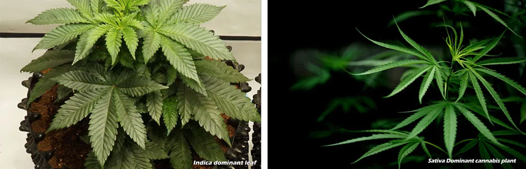 Indica-and-sativa-leaf-difference