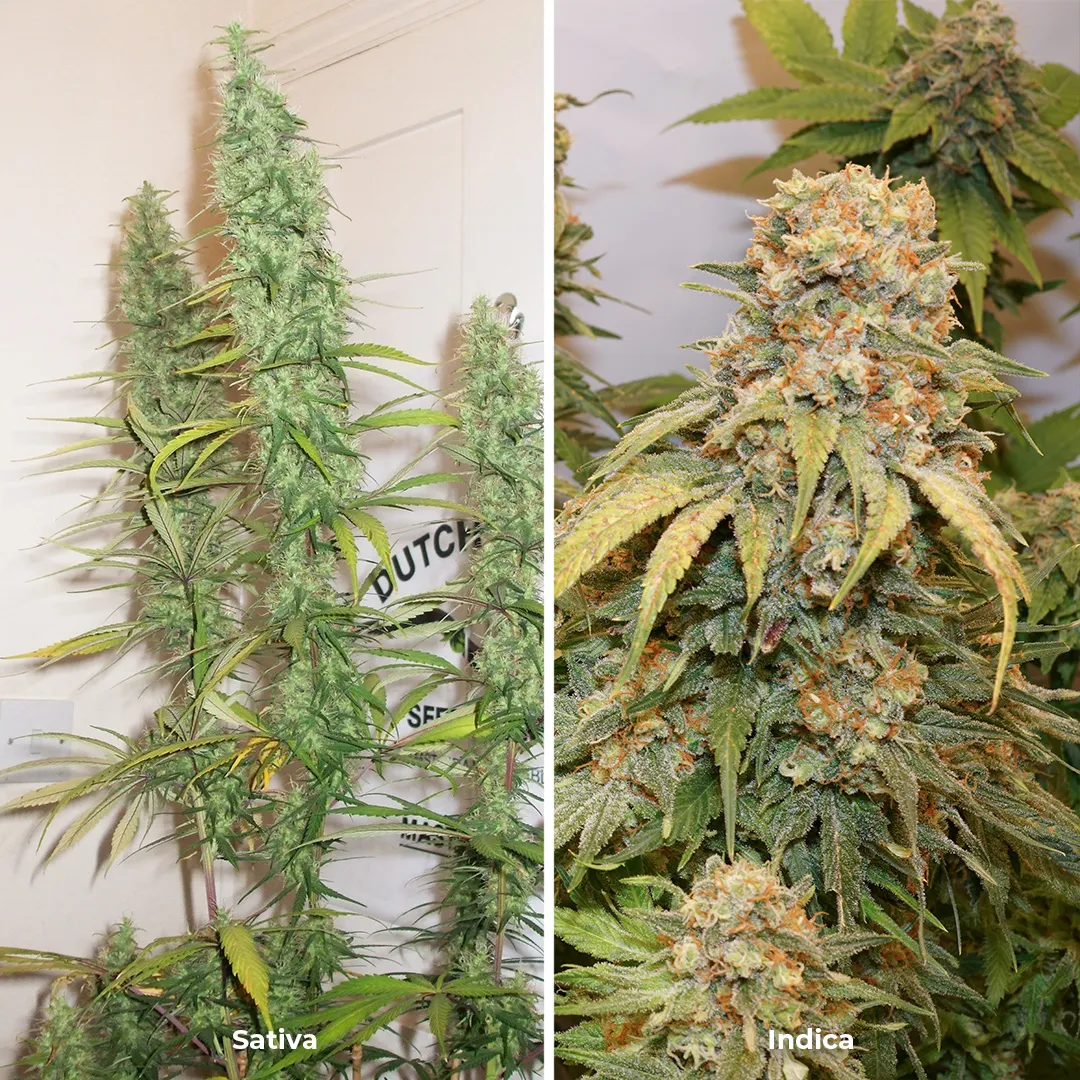 Stretch vs compact, Sativa vs Indica