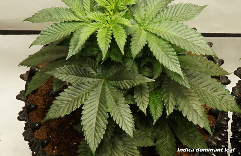 Indica dominant cannabis leaf