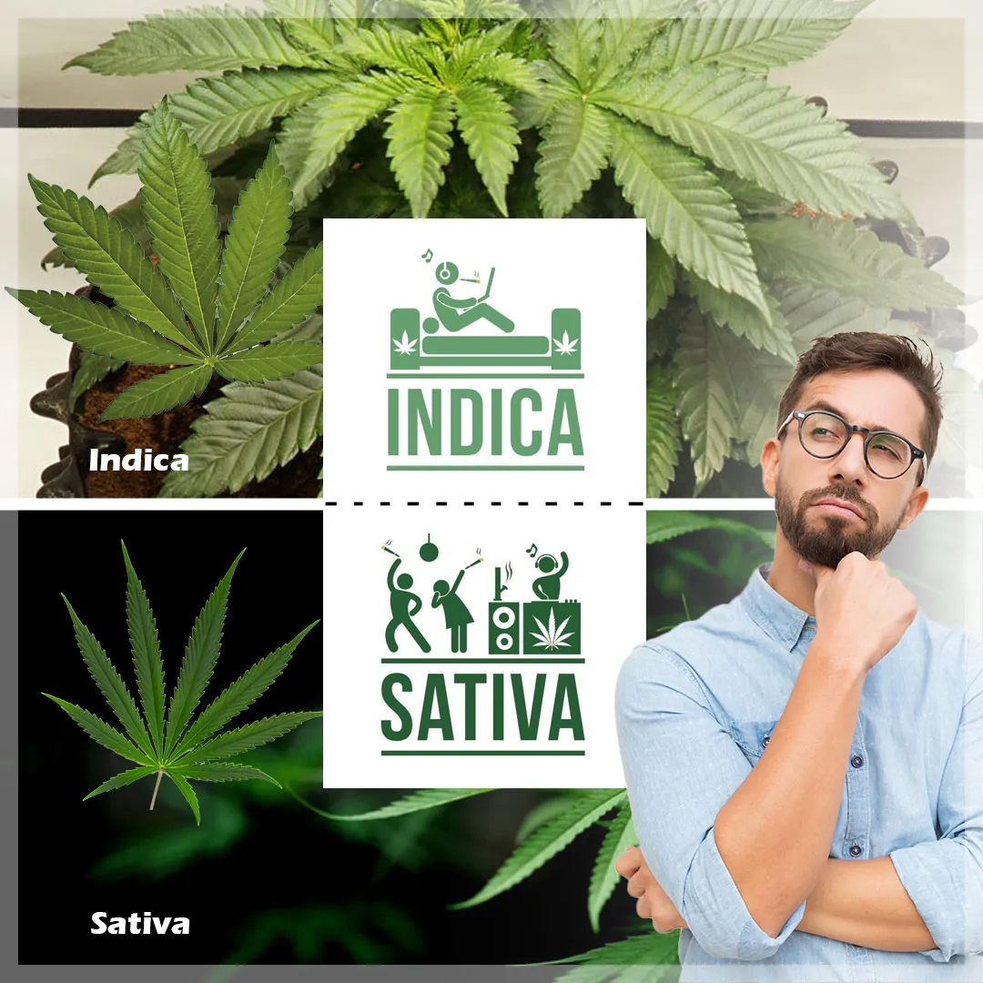 Indica-vs-sativa-seeds-which-to-choose
