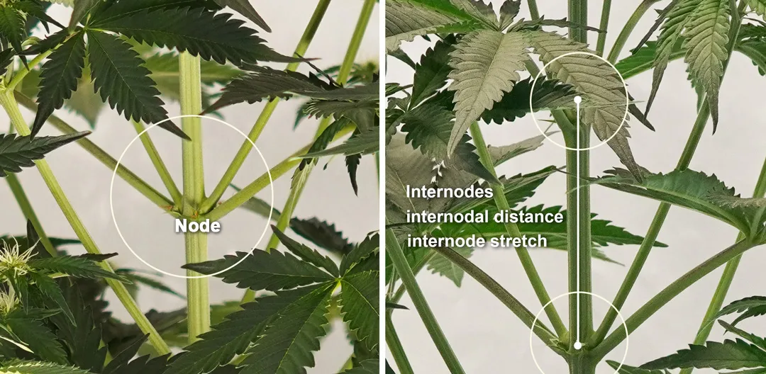 Internode-and-internodes-cannabis