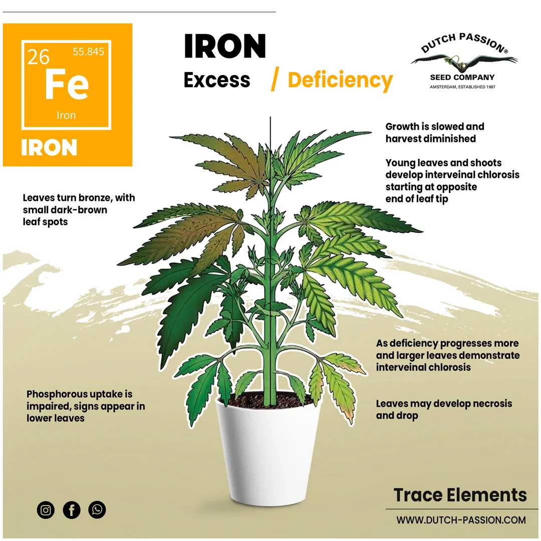 Iron deficiency in a cannabis plant