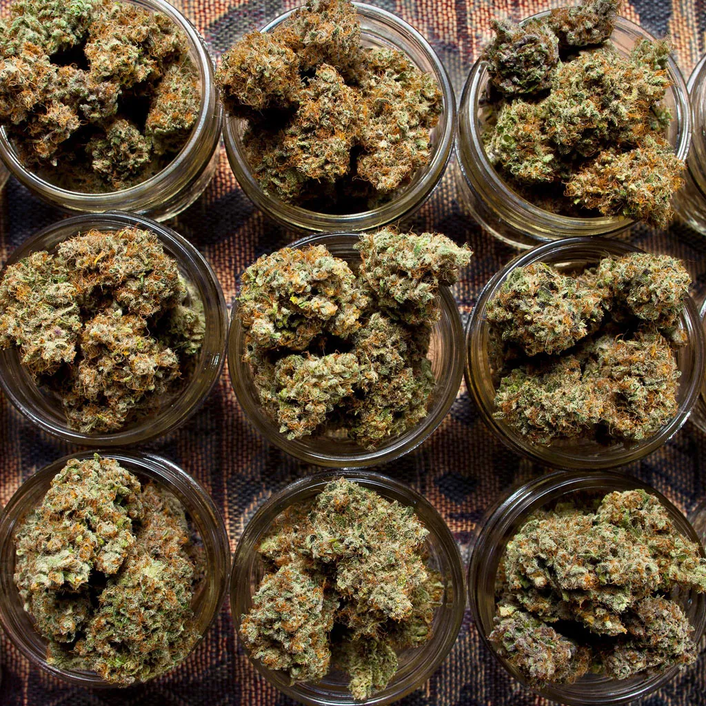 Jars-of-weed-smelling-cannabis-dutch-passion-seed-company