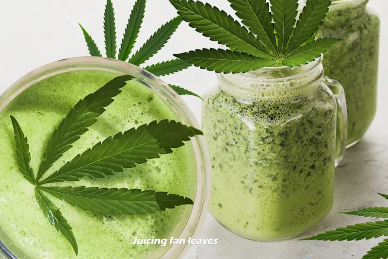 Juiced fan leaves won