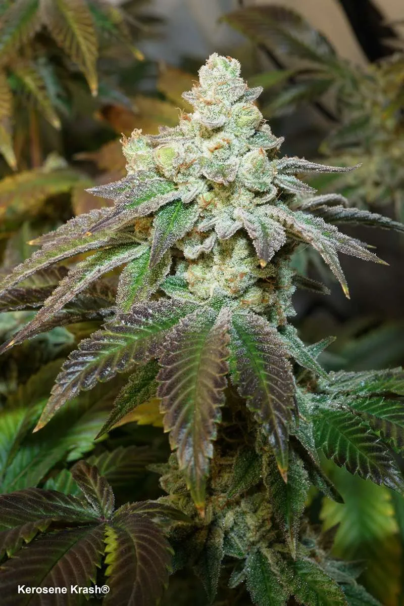 Kerosene Krash amazing Dutch Passion genetics