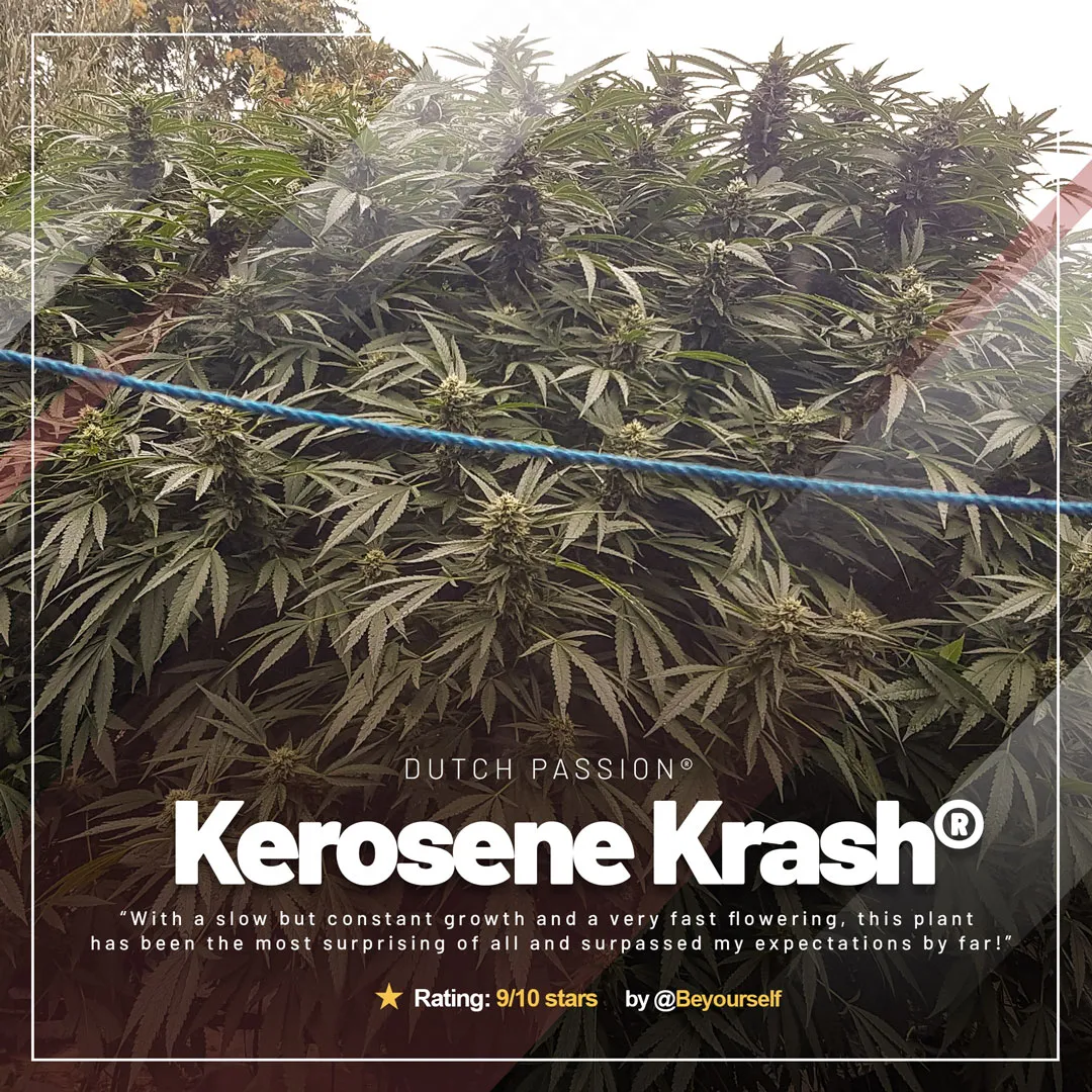 Kerosene-Krash-dutch-passion-outdoor-grow-huge-cannabis-plants