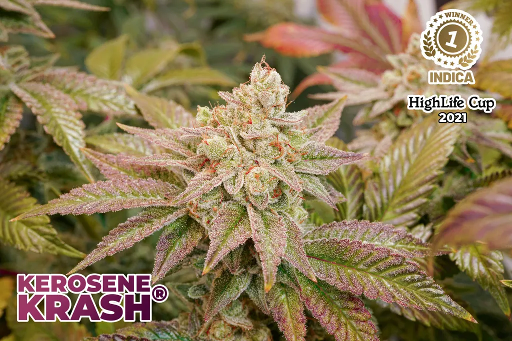 Kerosene-Krash-dutch-passion-seed-company-highlife-cup-2021-winner-cannabis-seeds