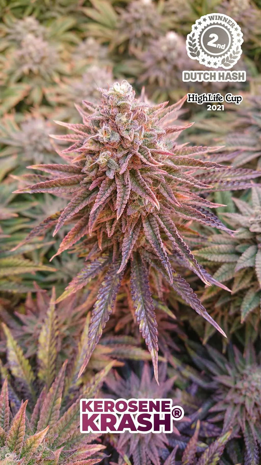 Kerosene-Krash-dutch-passion-seed-company-highlife-cup-2021-winner-cannabis-seeds-dutch-hash