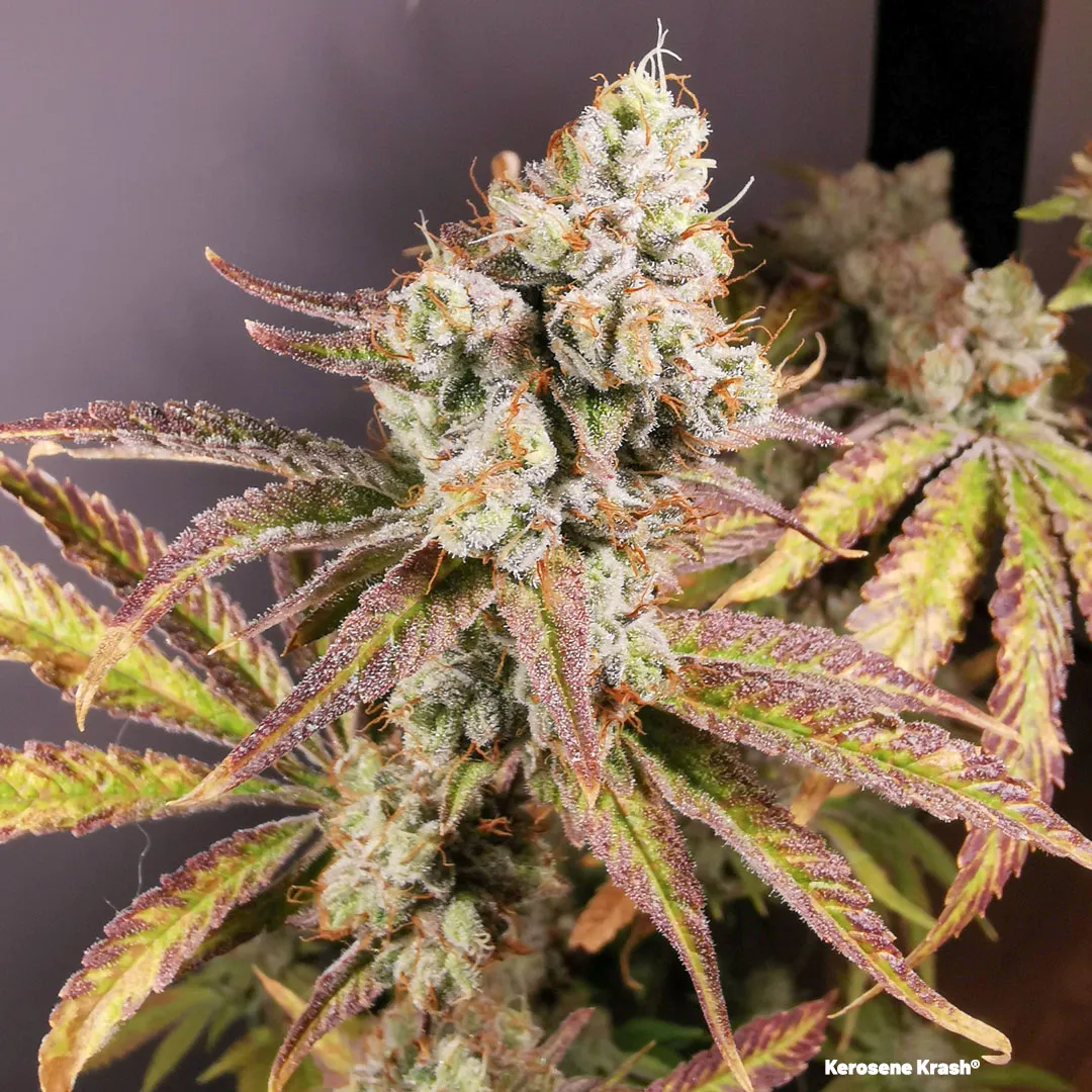 Kerosene-Krash-insane-cannabis-variety-dutch-passion