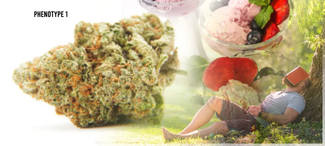 Kerosene-Krash-phenotype-1-siesta-gelato