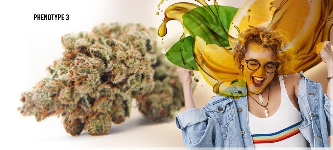 Kerosene-Krash-phenotype-3-euforic-lemon-diesel-cannabis