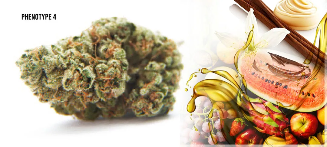 Kerosene-Krash-phenotype-vanilla-fruity-musky-fruity-cannabis