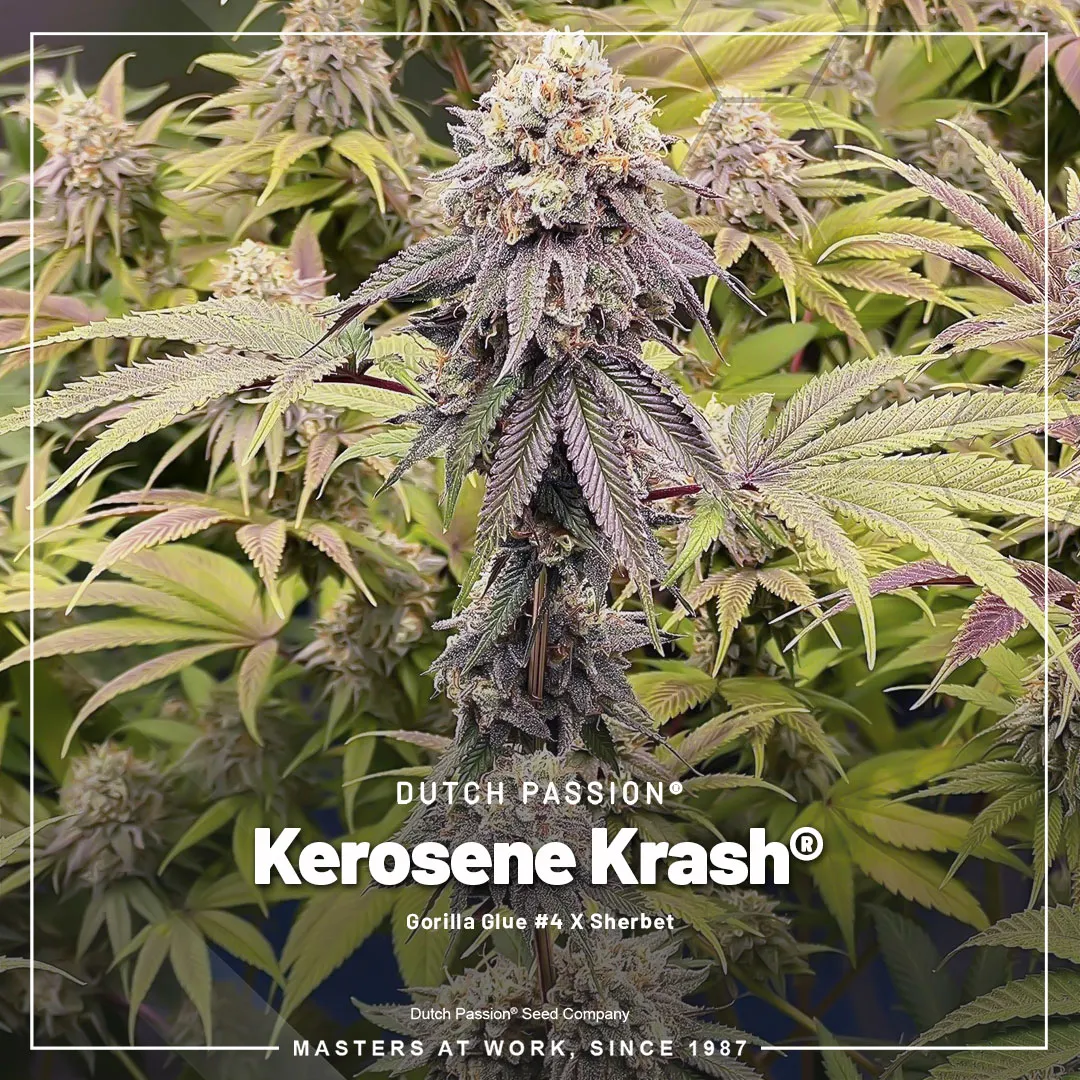 Kerosene-Krash-the-best-cannabis-in-the-world-cannabis-seeds