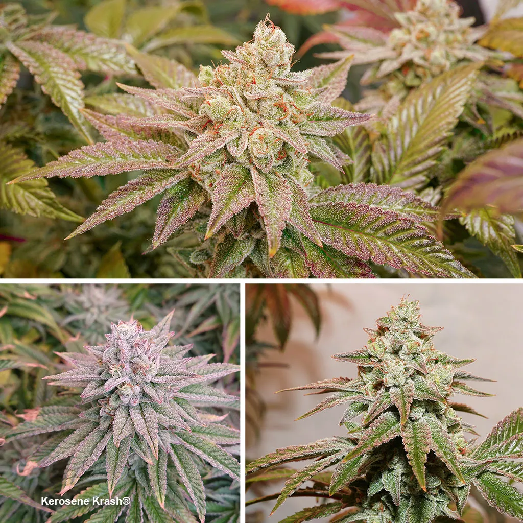 Kerosene-Krash-top-feminised-varieties-from-2021