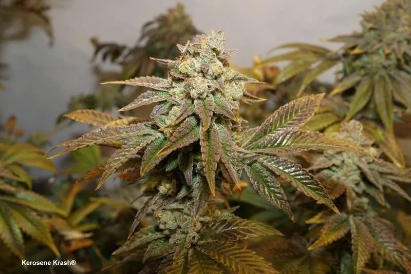 Kerosene Krash: Supremely powerful high with a rich fuel aroma