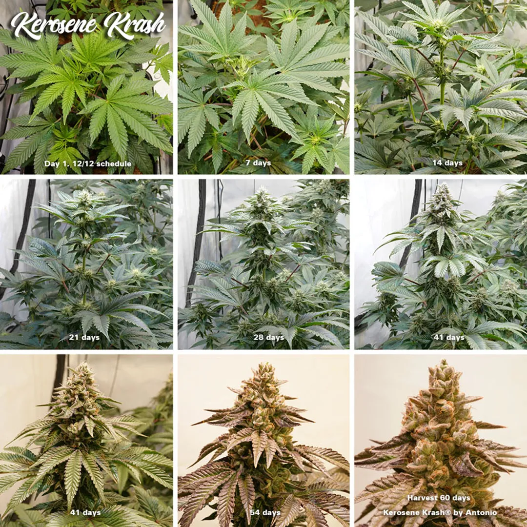 Kerosene-Krash-weeks-overview