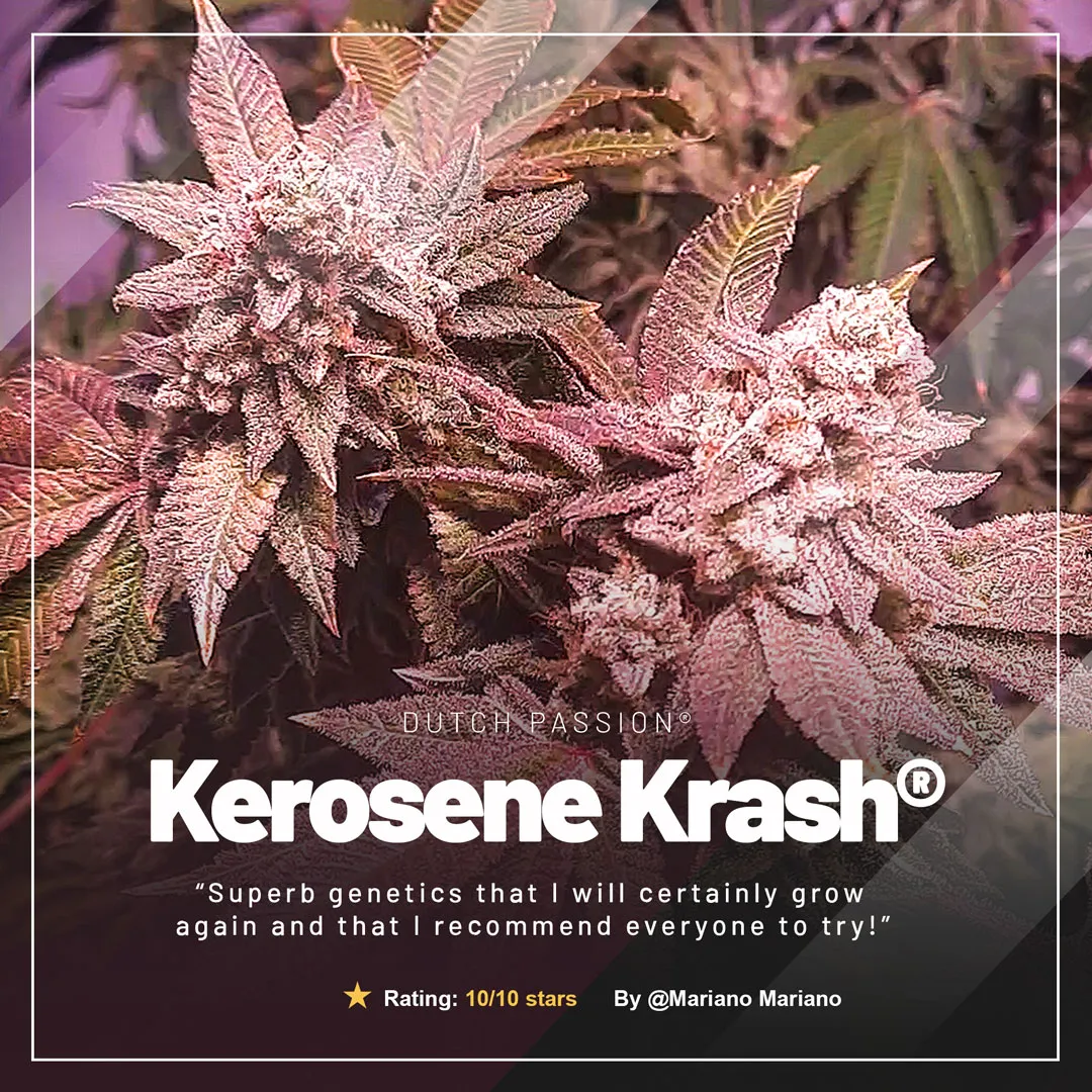 Kerosene-krash-Mariano-Mariano-review-of-the-month