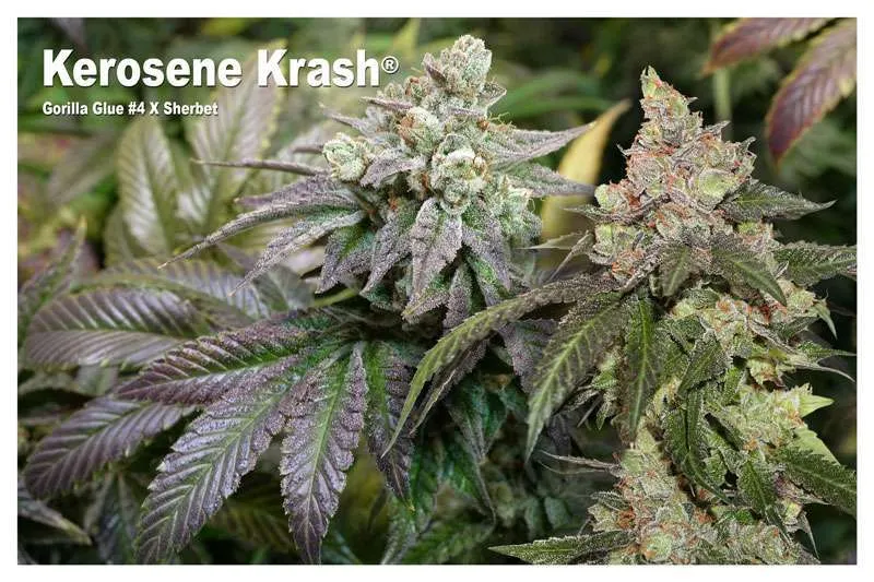 Kerosene Krash - GG#4 X Sherbet