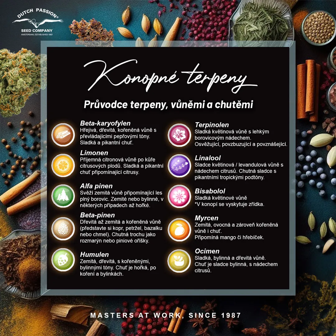 Konopne terpeny Vune chu a ucinky