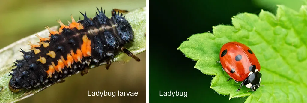 Ladybugs-ladybirds-insects-that-are-good-for-your-cannabis