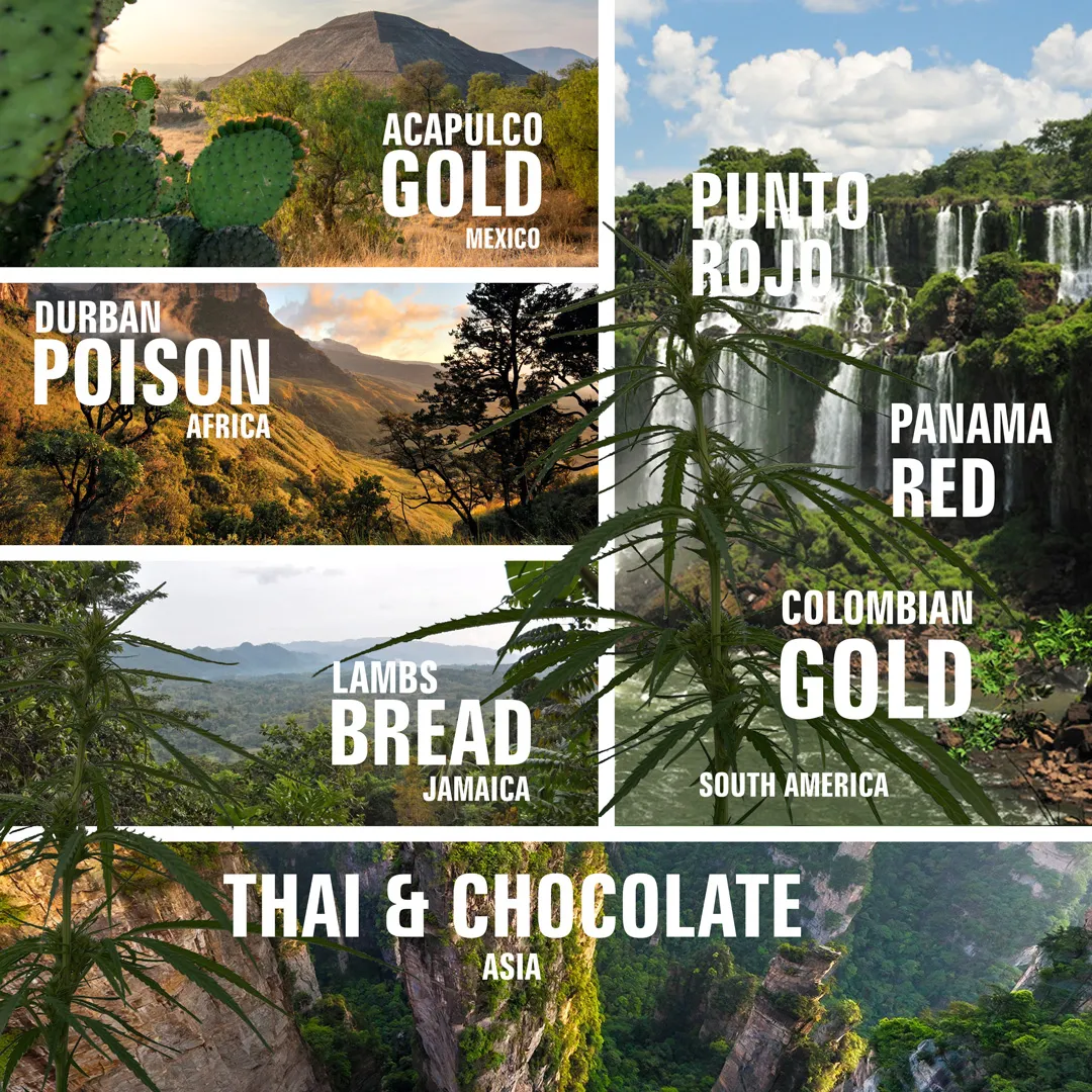 Sativa landrace strains