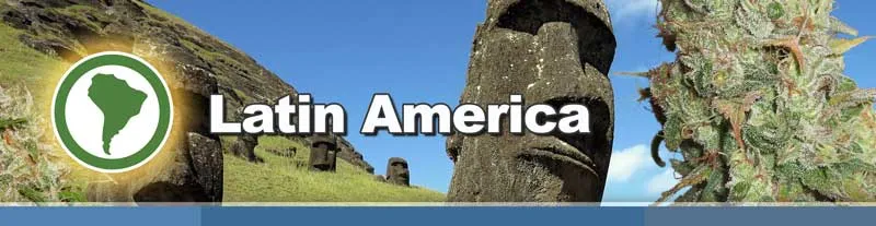 Dutch Passion Latin America cannabis seeds