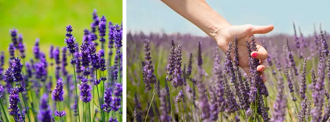 Lavender-growing-to-deter-cannabis-pests