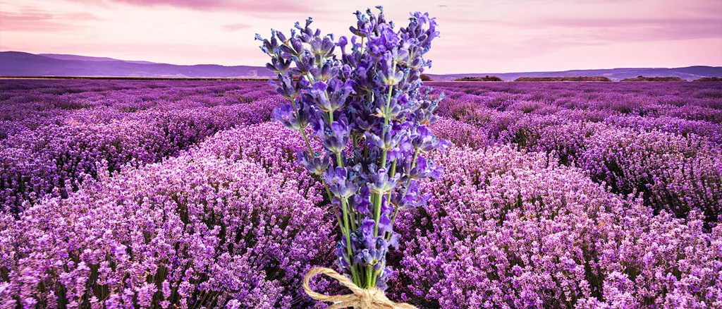 Lavender-lavendel-for-your-spliffs-joint