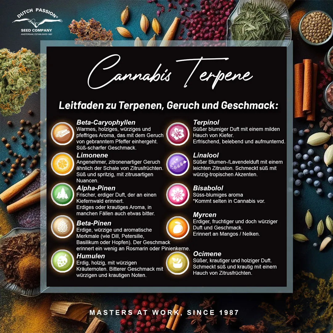 Cannabis Terpene Leitfaden: Geruch, Geschmack und Effekte