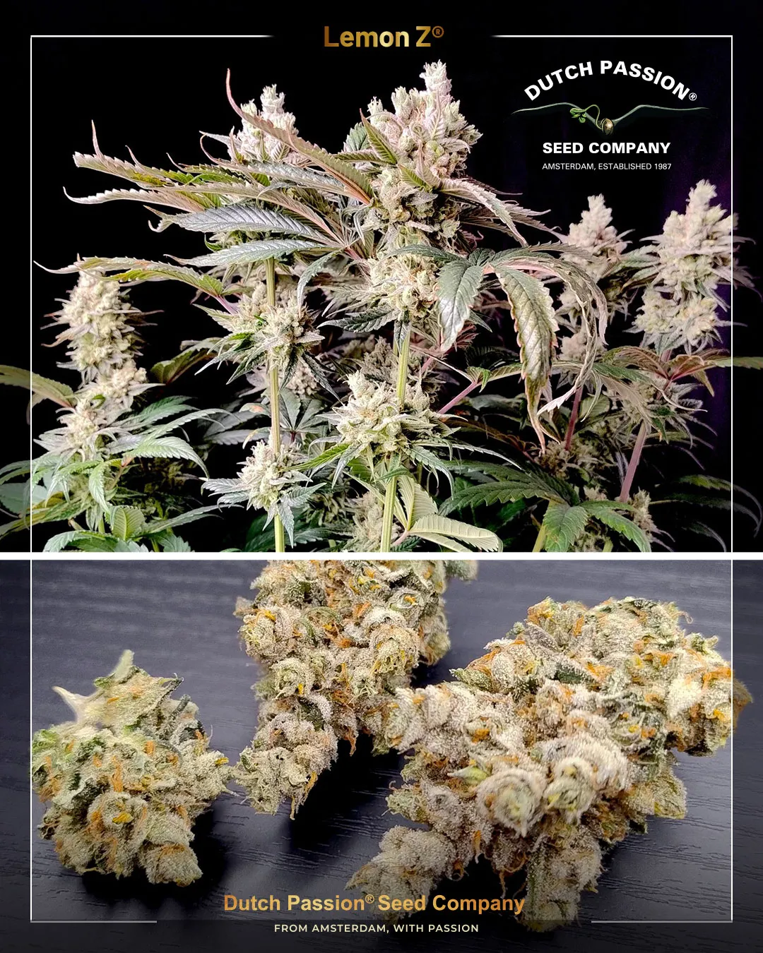 Lemon Z promo seed grown from Dutch Passion gift
