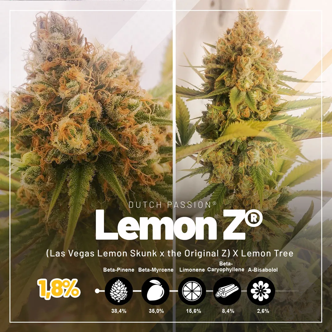 Lemon Z strains with high terpene levels