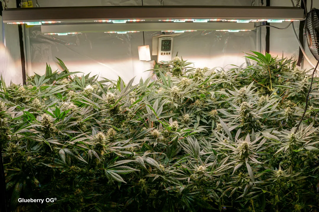 Light-cycles-and-intensity---effects-on-cannabis-bud-quality