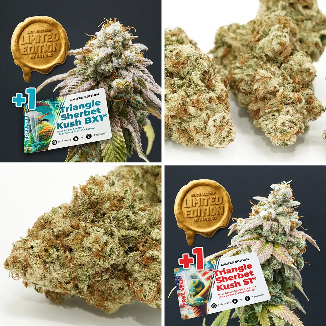 Limited edition cannabis cannabis seeds by Antonio x Dutch Passion