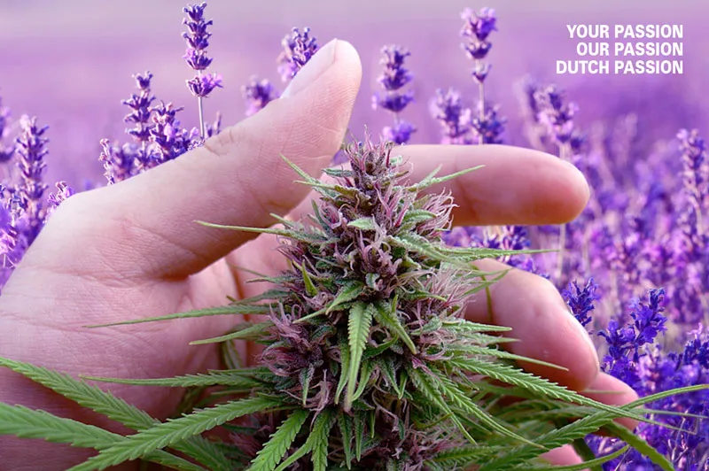 lavender and linalool