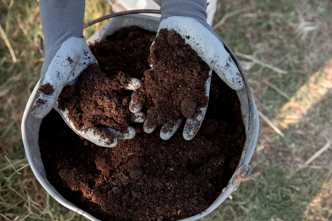 Living-soil-for-cannabis-A-beginners-guide