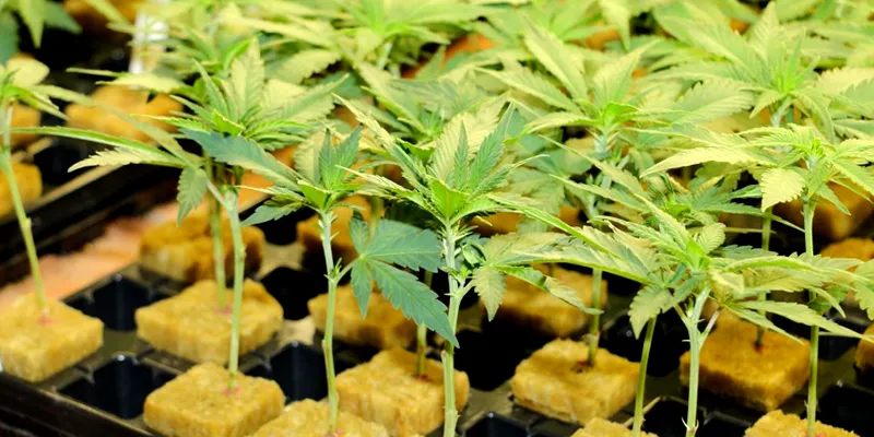 Making-marijuana-clones-is-easy
