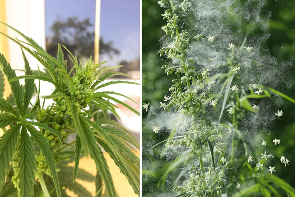 Male-cannabis-flowering-and-making-pollen