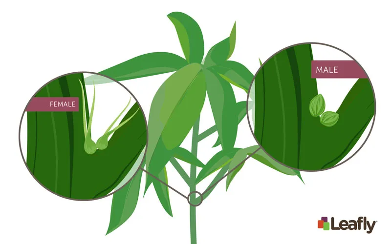 How to tell if your cannabis plant is male or female