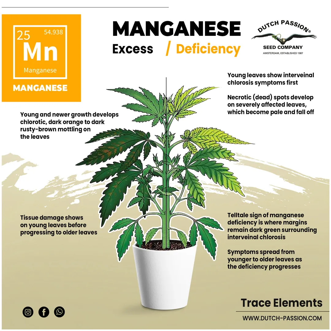 Manganese deficiency in a cannabis plant