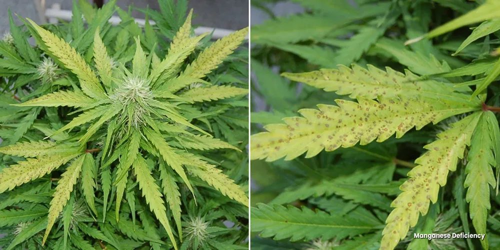 Pale discolouration because of a Manganese deficiency