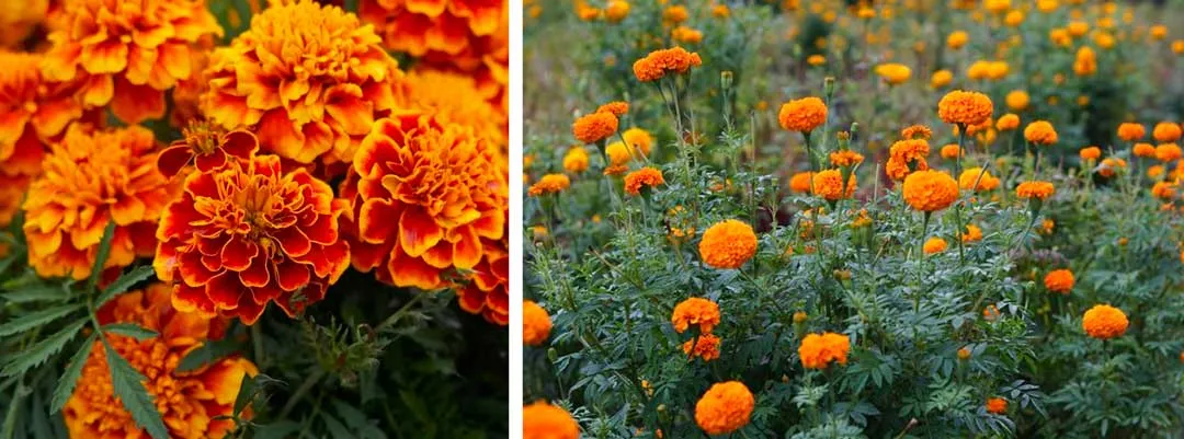 Marigold-thought-to-confuse-aphids