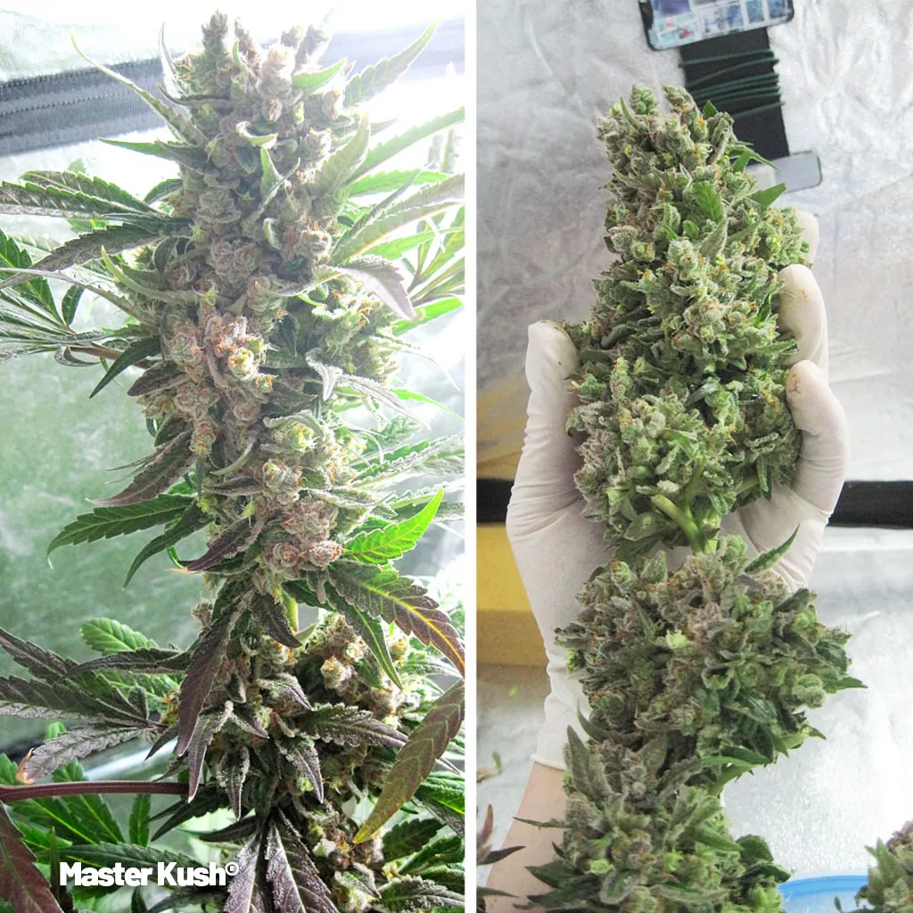 Master-Kush-body-high-cannabis-varieties-indica-cannabis-seeds